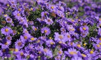 The 'Aster' Problem: What We Know About the Crypto, the Director, and Some Flower